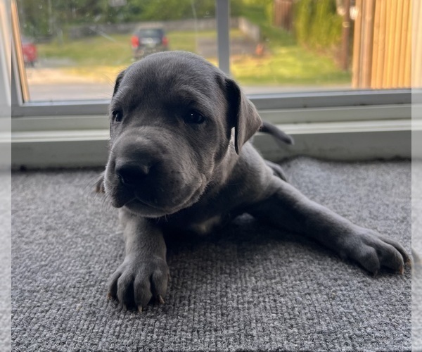 Medium Photo #2 Great Dane Puppy For Sale in MAYSVILLE, KY, USA