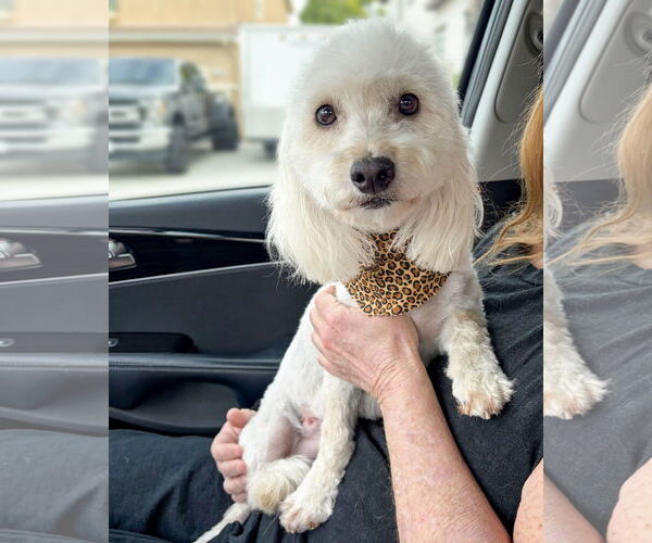 Medium Photo #1 Maltese-Unknown Mix Puppy For Sale in Corona, CA, USA