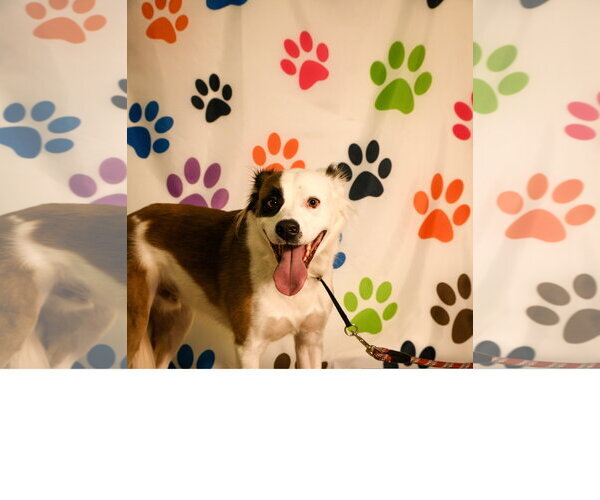 Medium Photo #5 Mutt Puppy For Sale in Brooklyn Center, MN, USA