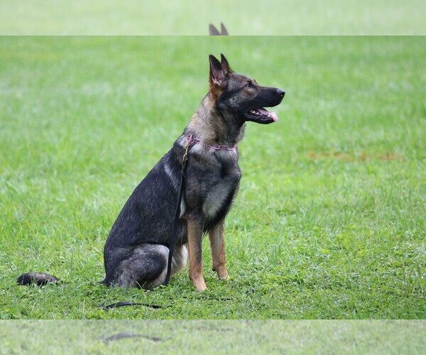 Medium Photo #1 German Shepherd Dog Puppy For Sale in INDIANAPOLIS, IN, USA