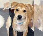 Small Labrador Retriever Mix