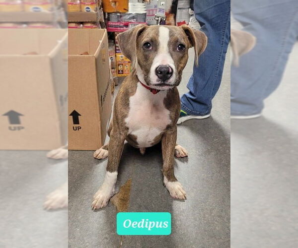 Medium Photo #3 American Pit Bull Terrier-Plott Hound Mix Puppy For Sale in Richmond, IN, USA