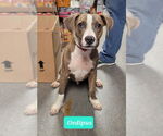 Small #2 American Pit Bull Terrier-Plott Hound Mix