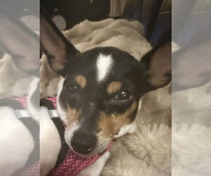 Magpie - Female Rat-Cha Dog for Adoption - Photo #2