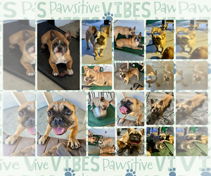 French Bulldog Puppy for sale in INDIO, CA, USA