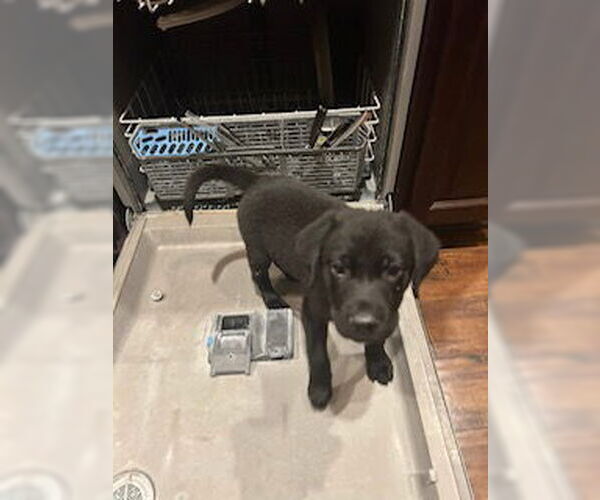 Medium Photo #4 Labrador Retriever-Unknown Mix Puppy For Sale in Oakhurst, NJ, USA