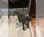 Small #3 Labrador Retriever Mix