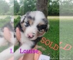 Puppy Louise Australian Shepherd