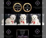 Puppy Luckybear AKC Maltese