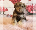 Small #1 Schnauzer (Miniature)