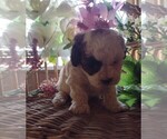 Small Photo #6 Maltipoo Puppy For Sale in PARKER, PA, USA