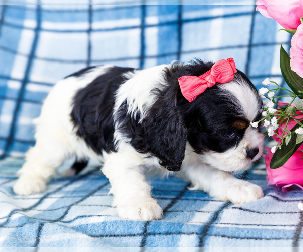 Medium Photo #7 Cockalier Puppy For Sale in WAKARUSA, IN, USA