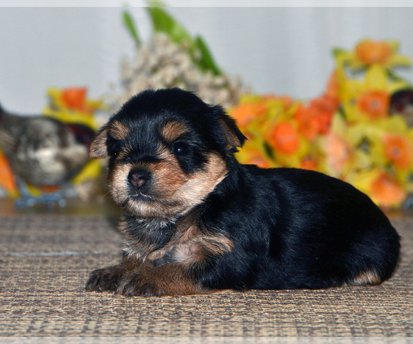 Medium Photo #1 Yorkshire Terrier Puppy For Sale in ALLEN, TX, USA