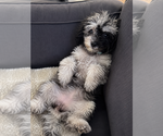 Small #22 Cavapoo (Miniature)