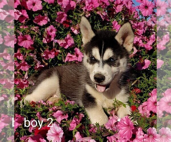 Medium Photo #1 Siberian Husky Puppy For Sale in NEWAYGO, MI, USA