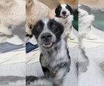 Small #7 Border Collie