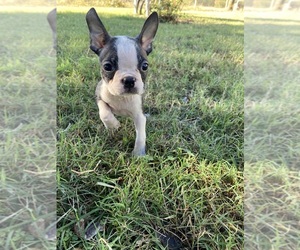 Boston Terrier Puppy for sale in FREDONIA, KS, USA