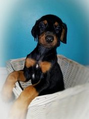 Doberman Pinscher Puppy for sale in HAINES CITY, FL, USA