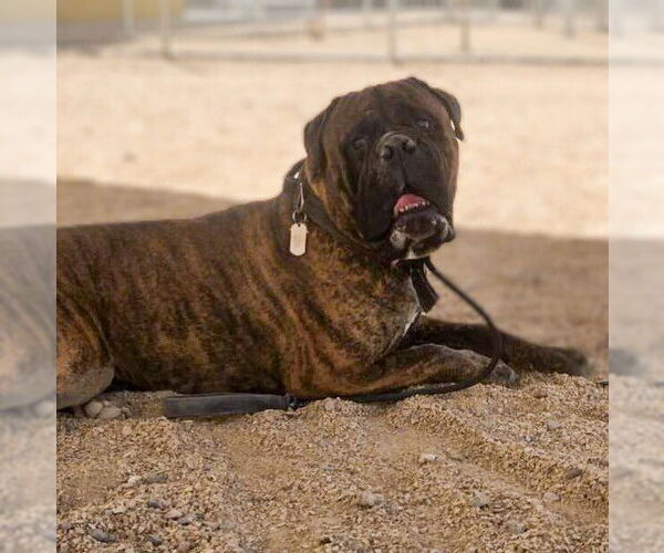 Medium Photo #1 Bullmastiff Puppy For Sale in Vail, AZ, USA