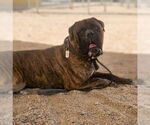Small Bullmastiff