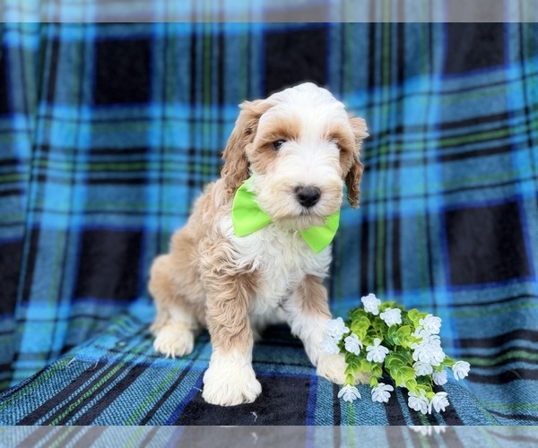 Medium Photo #7 Cock-A-Poo Puppy For Sale in LAKELAND, FL, USA