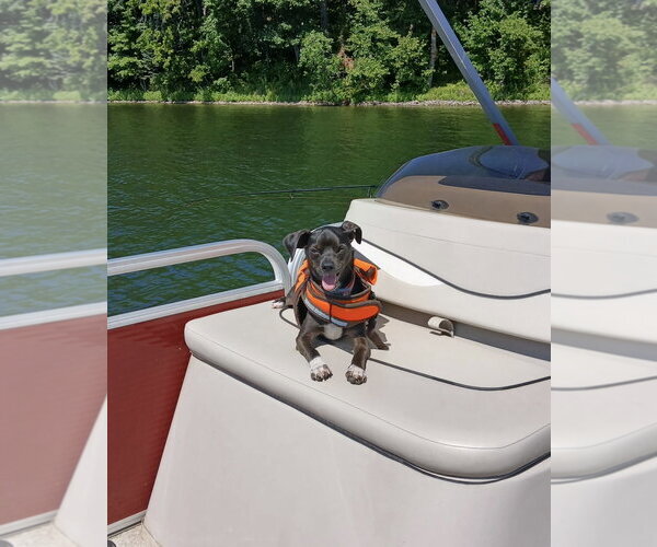 Medium Photo #3 Chiweenie Puppy For Sale in St. Louis Park, MN, USA