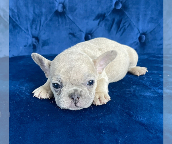 Medium Photo #11 French Bulldog Puppy For Sale in BEVERLY HILLS, CA, USA