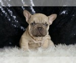 Small #6 French Bulldog