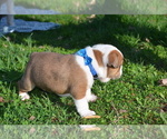 Small Photo #7 Bulldog Puppy For Sale in HAMPTON, TN, USA
