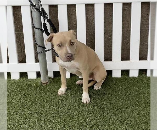 Medium Photo #1 Mutt Puppy For Sale in Modesto, CA, USA