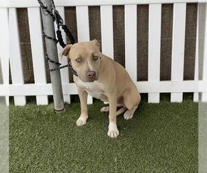 Mutt Dogs for adoption in Modesto, CA, USA