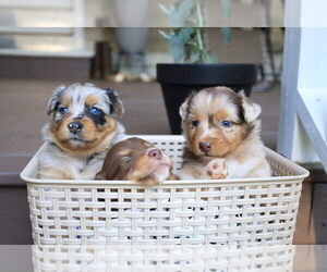 Miniature Australian Shepherd Litter for sale in DAWSON, GA, USA