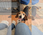 Small #2 Beagle Mix