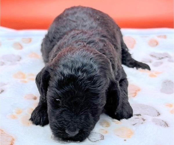 Medium Photo #16 Poodle (Miniature) Puppy For Sale in BLUE MOUND, TX, USA