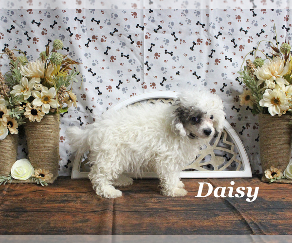 Medium Photo #25 Poodle (Toy) Puppy For Sale in CHANUTE, KS, USA