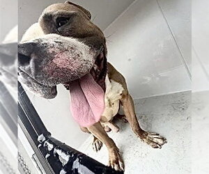 Mutt Dogs for adoption in Houston, TX, USA