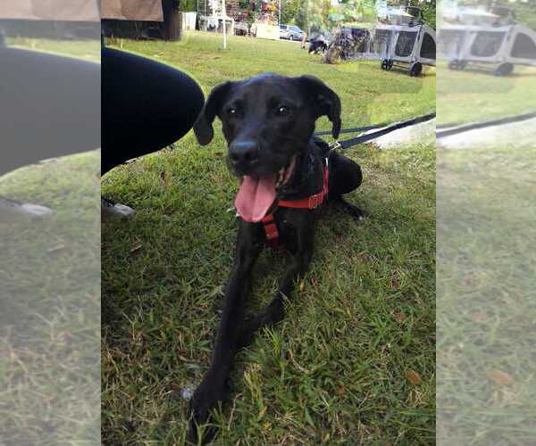 Medium Photo #3 Labrador Retriever-Unknown Mix Puppy For Sale in Raleigh, NC, USA