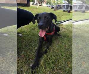 Addie - Male Labrador Retriever-Unknown Mix Dog for Adoption - Photo #3