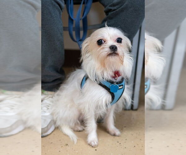 Medium Photo #4 Maltese-Unknown Mix Puppy For Sale in Mundelein, IL, USA