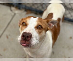 Mutt Dogs for adoption in Tulsa, OK, USA