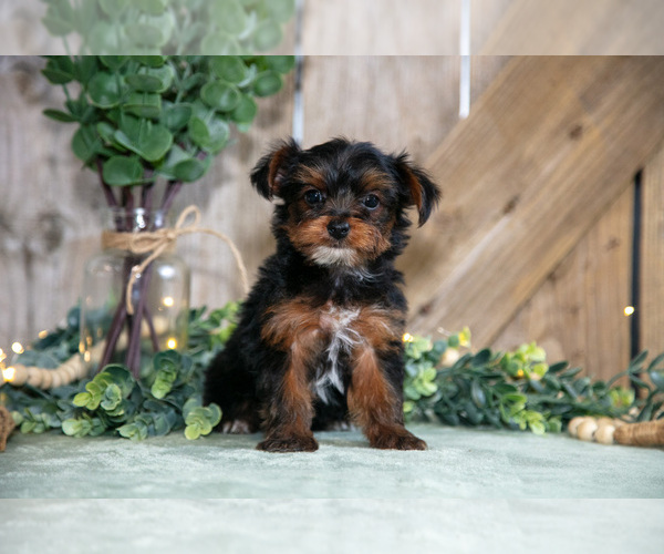 Medium Photo #1 Yorkshire Terrier Puppy For Sale in GREENWICH, OH, USA