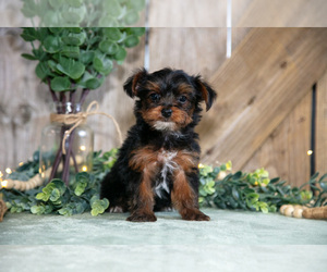 Medium Yorkshire Terrier