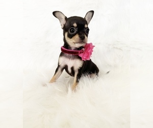 Chihuahua Puppy for sale in SACRAMENTO, CA, USA