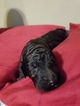 Small Photo #1 Poodle (Standard) Puppy For Sale in ZEPHYRHILLS, FL, USA