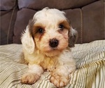 Small #22 Bernedoodle (Miniature)