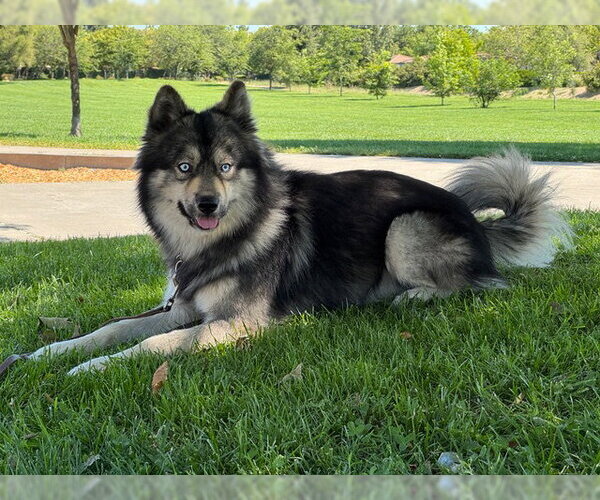 Medium Photo #2 Siberian Husky-Unknown Mix Puppy For Sale in Davis, CA, USA