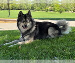 Small #1 Siberian Husky Mix