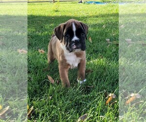 Boxer Puppy for Sale in AFTON, Wyoming USA