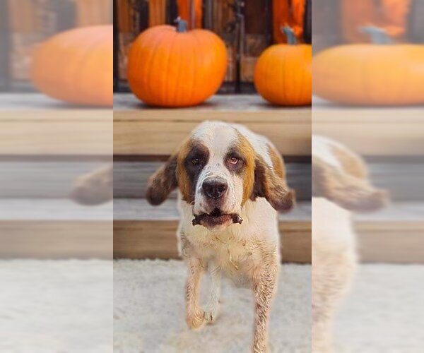 Medium Photo #3 Saint Bernard Puppy For Sale in Goodyear, AZ, USA