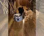 Small Photo #111 Aussiedoodle Puppy For Sale in ASHEVILLE, NC, USA